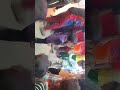 عرس مجدي شيبة أفراح آل الشيبه دير القريطي عرس مجدي شيبة أفراح آل الشيبه دير القريطي