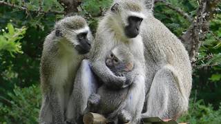 ☕ Coffee & Canopies: Watching the Sanctuary Wake Up (LIVE) 🌅🐒