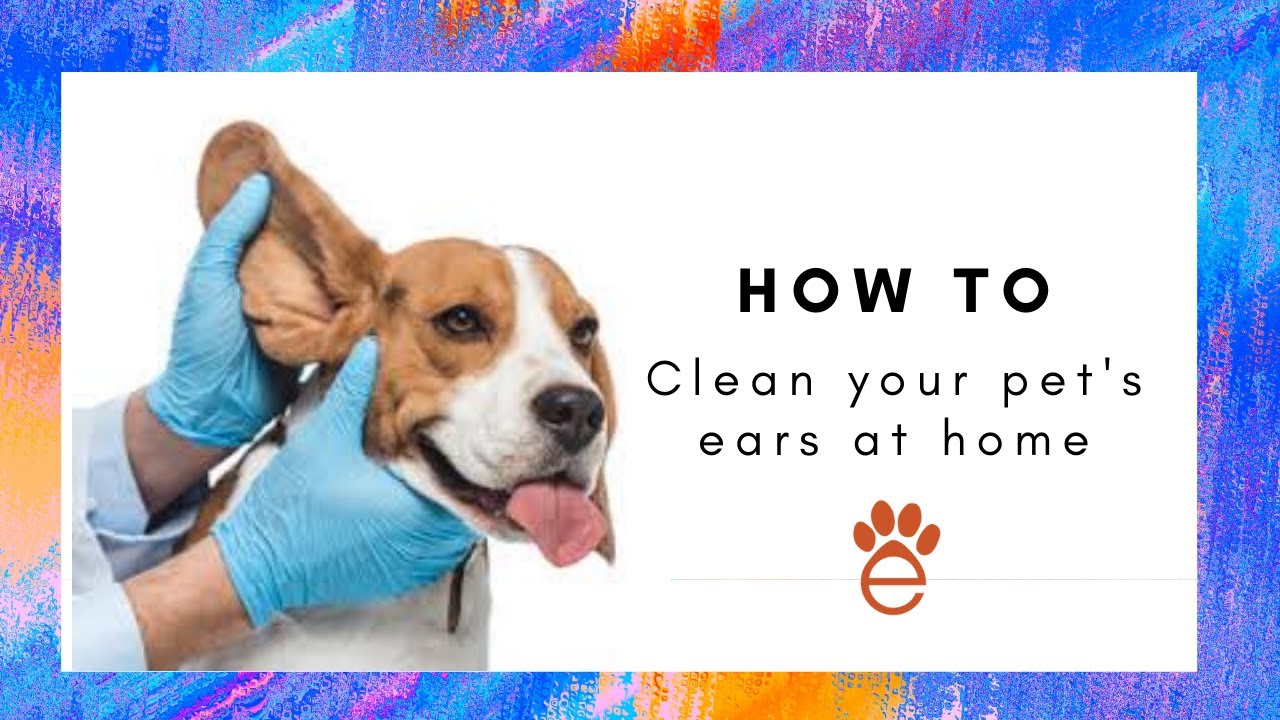 How to clean your pet's ears at home YouTube