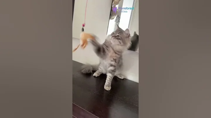 Video 10645141: siberian tabby kitten, blue tabby kitten, tabby male kitten, siberian blue eyes, hypoallergenic