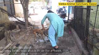 Difficult Rescue | Dog's head stuck in food jar for a week!