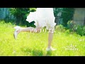 Leo-Wonder / アルゴリズム(MV)