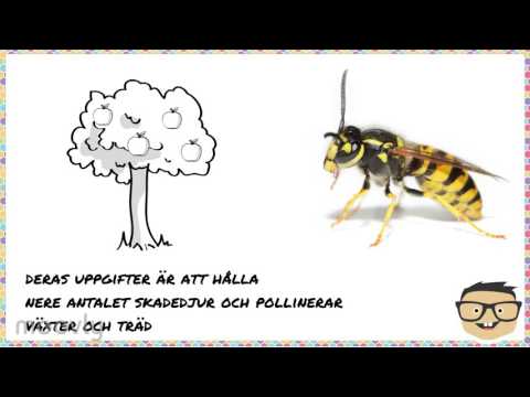 Video: Skillnad Mellan Insekter Och Spindeldjur