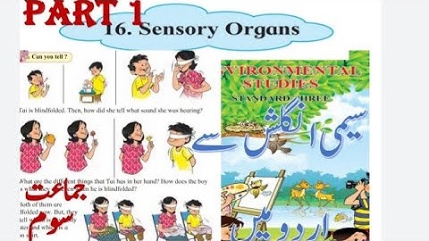 STD 3 EVS LESSON 16 OUR SENSORY ORGAN PART 1 FULL EXPLANATION