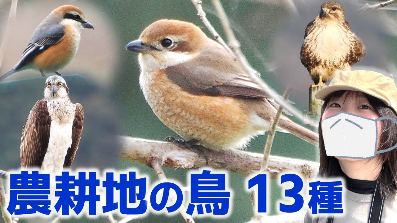 モズ登場！農耕地は鳥がいっぱい♪【野鳥撮影vlog】