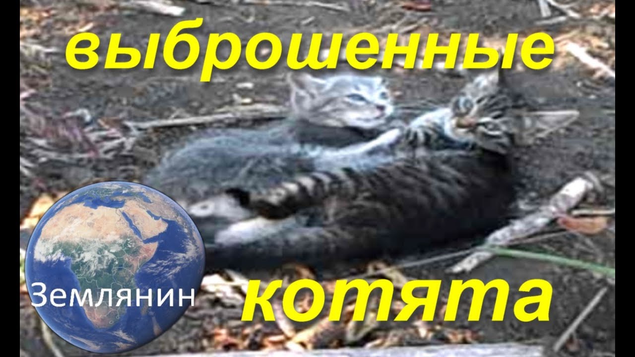 Брошенные котята