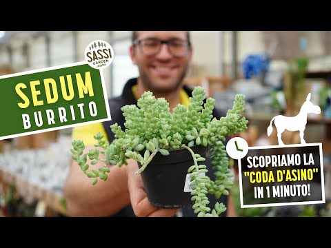 Video: Pianta d'appartamento della coda di Burro: crescere e prendersi cura di un cactus della coda di Burro