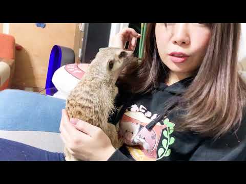 発情期のミーアキャットの行動（オス）