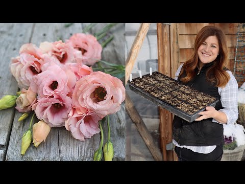 Video: Lisianthus-blomster: reproduktion, plantning, dyrkning og pleje