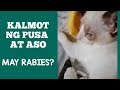 NAKALMOT NG PUSA: KAILANGAN BA MAGPATUROK? (Rabies Prevention Part 1)