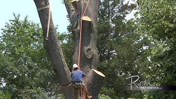 Time lapse Oak tree removal with our 60 ton crane