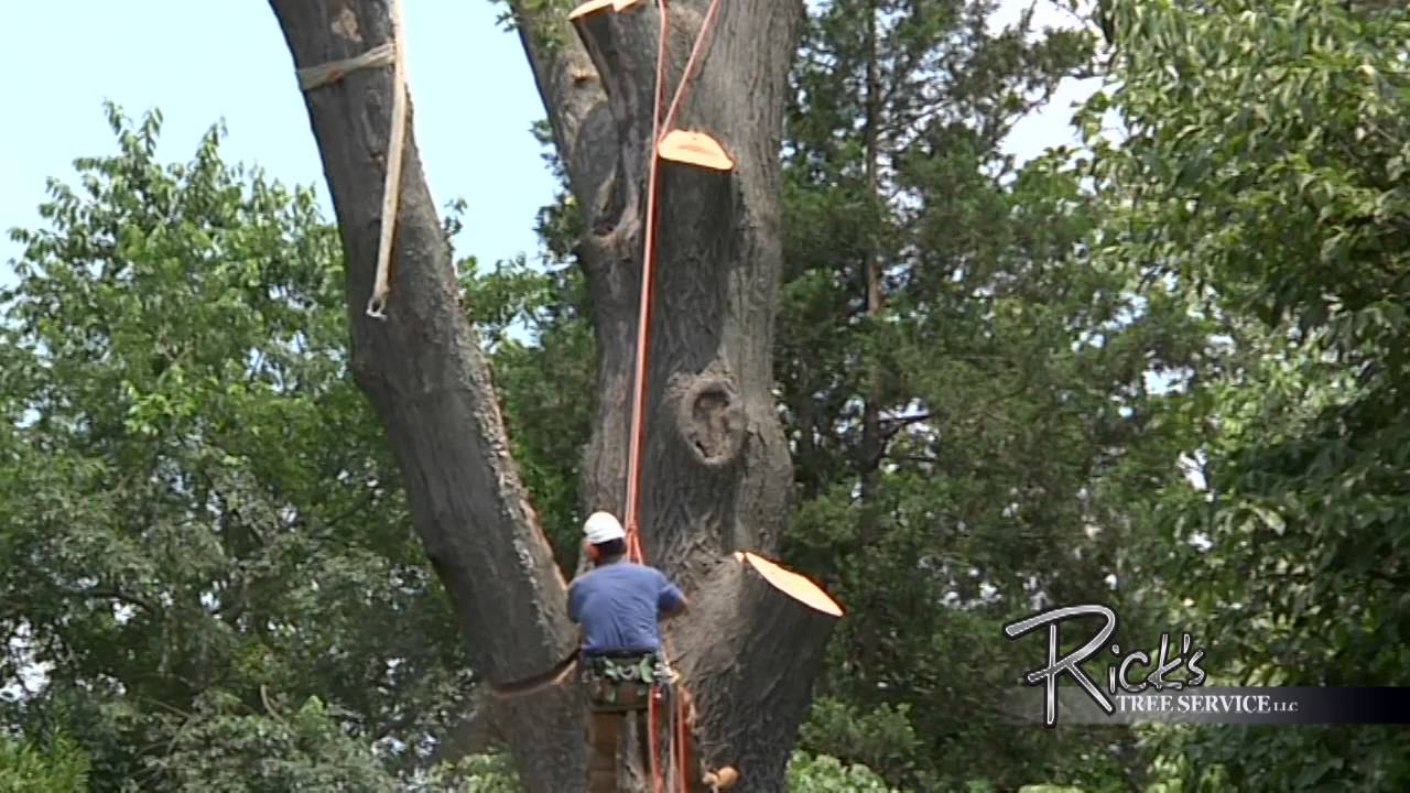 Remove with oak crane cost tree to