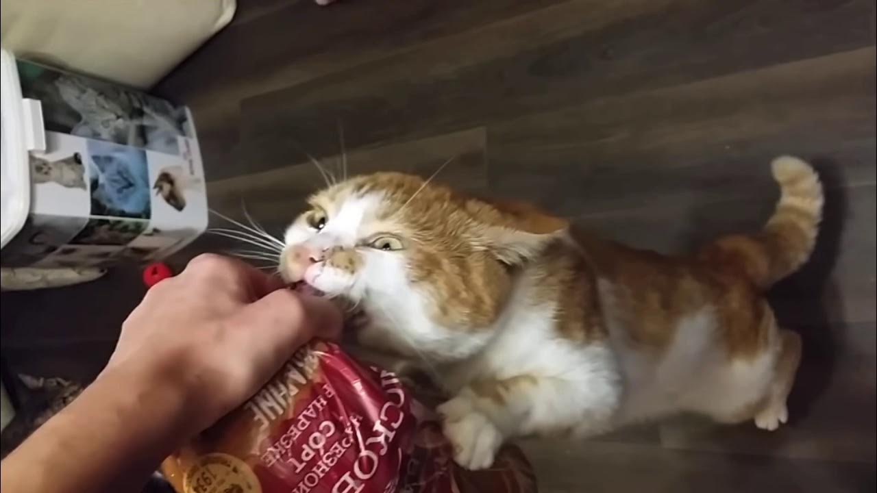 кот хлеб. черный кот в хлебе. котик ворует сметану. кот бутерброд. кот кушает бутерброд.