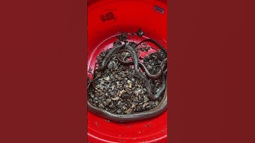 Đặt trúm lươn bằng mồi ốc bươu vàng