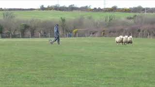 BALA SHEEPDOG SOCIETY SALE MAY 11th.FFLEI. by Ruthin Farmers 220 views 1 month ago 11 minutes, 27 seconds