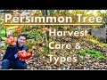 Persimmon Tree Harvest |  Care |  Varieties