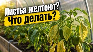 Листья желтеют. Что делать?