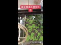 Camouflage water transfer printing process