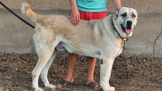 Нурлан агамыз 25 жылдык Енбек Тобет Алемынде Абыройлы агамыз Елге Тагзым #2