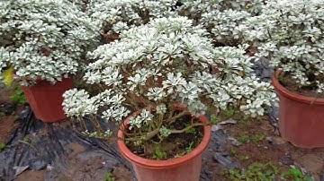 Bán cây cúc mốc gốc to 0977973535