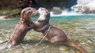 Travel to the River Where Otters Once Lived [Otter Life Day 883]