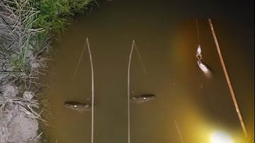 Cá lóc ăn mồi thấy ham / nướng rơm giữa đồng cho nóng