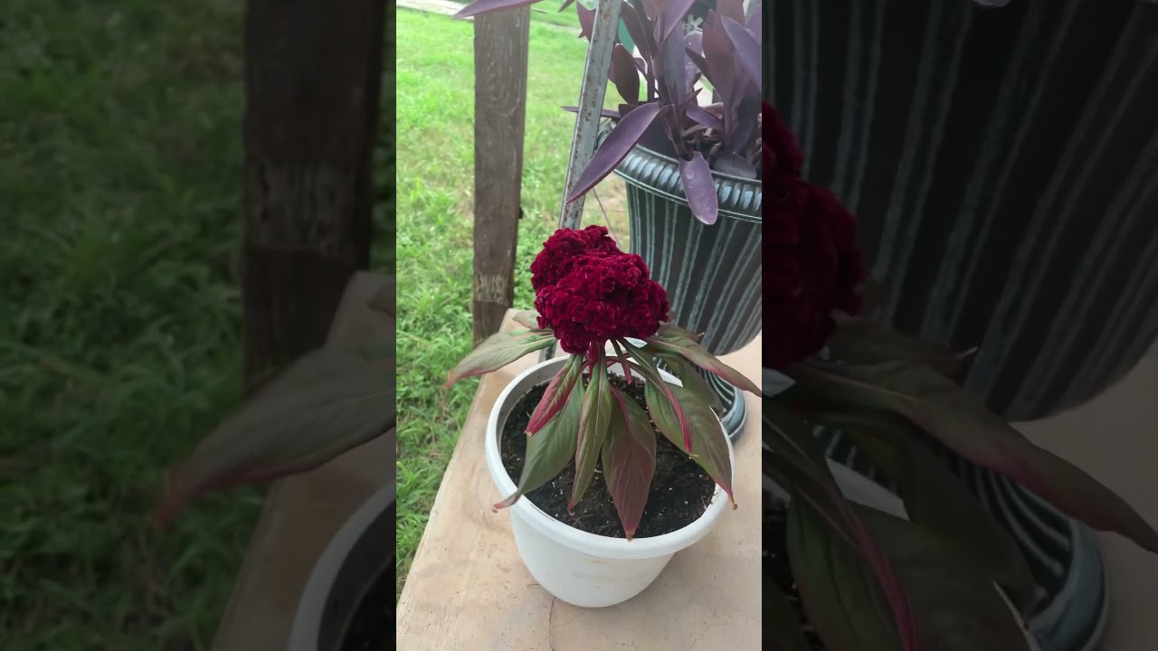 Cockscomb celosia 🫶🏽🫣 