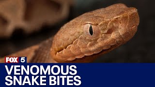 Copperhead Snake Bites Georgia Man What To Do If One Bites You Fox 5 News