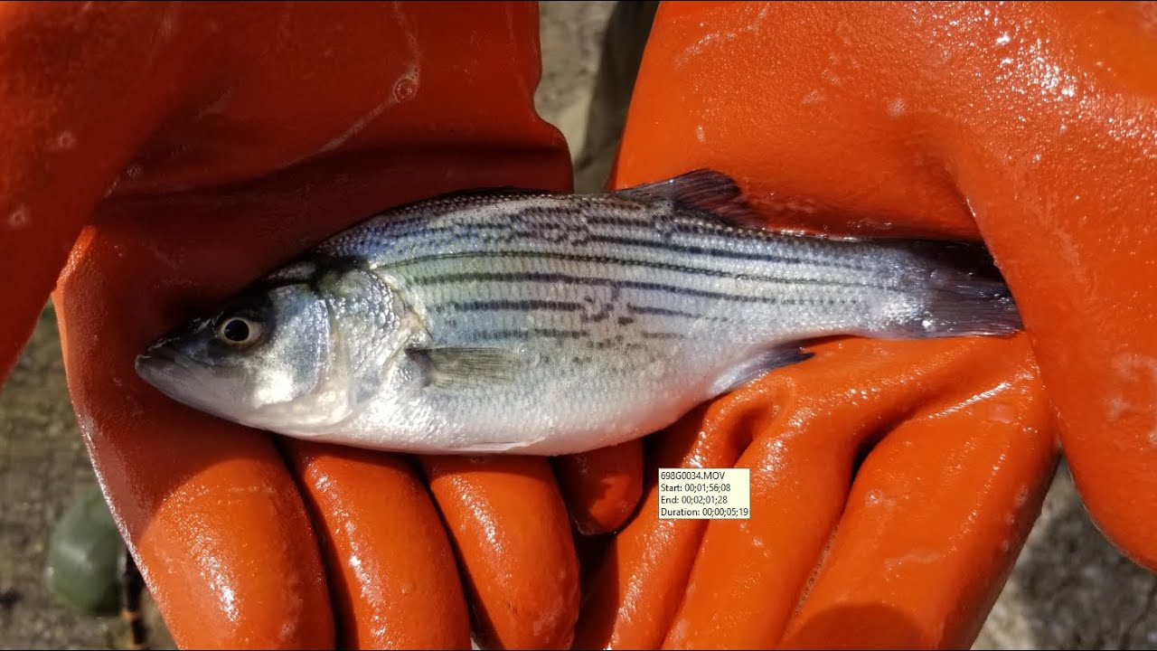 PFBC Stocks 2,000 Hybrid Striped Bass at Gifford Pinchot State