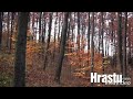 Hrastu