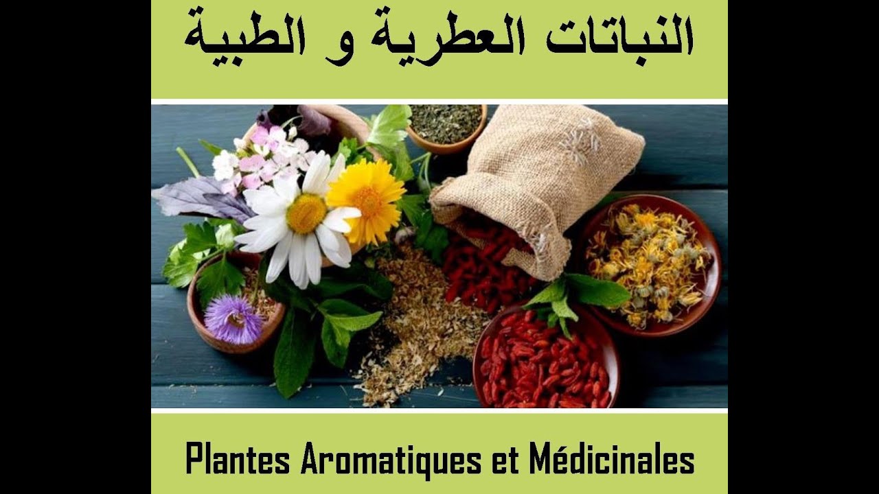 Plantes Aromatiques et Médicinales (PAM), technique 1/3 : النباتات العطرية و الطبية