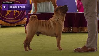 Chinese SharPei | Breed Judging 2024