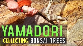 Yamadori - Collecting Bonsai Trees