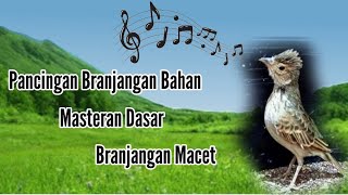 Masteran Baranjangan Suara Jernih