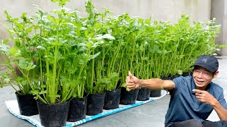 Growing Celery This Way, No Care Required, Continuous Harvest, Can Be Planted Anywhere