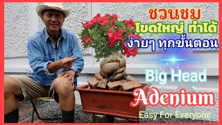 Large adenium Easy to build