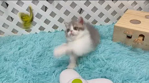 Watch the video about Funny Handsome Lilac Exotic Shorthair Kitten Playing Mon Chéri Cattery