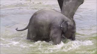 Kamon is having so much fun 😍🌊 Himmapan Elephant Park 🐘🌳🌊
