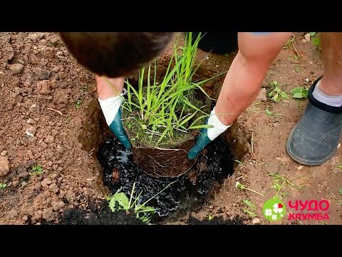 Видео: Использование травы кочки: как вырастить хохлатую траву в ландшафте