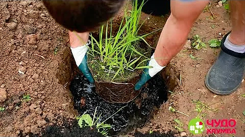 Как сажать декоративные злаковые