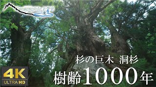 樹齢1000年！幹回り40メートルの杉の巨木　～魚津市片貝川の洞杉～【ジオグラフィックとやま】