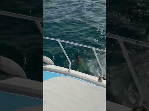 ال لسا محجزش في العيد فيتو كتير يخوت قبطان للحجز والاستفسار 01017600663