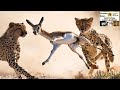 Wildlife  Geographic documentary cheetah Lion in Hindi/Urdu