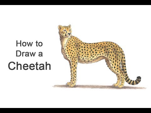 Cheetah Drawing Easy : Cheetah Face Drawing At Cheetah Drawing Face Clipart 5712100 Pinclipart