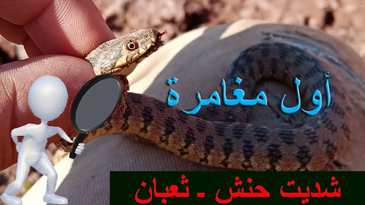 مغامرة الإمساك بثعبان ـ غدي نولي عيساوي ـ أول مغامرة مع ثعبان