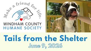 Windham County Humane Society: Tails from the Shelter - June 9, 2026