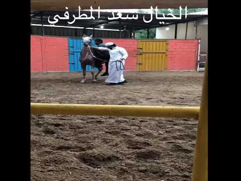 عسف خيل راعي العشوه الخيال سعد المطرفي مربط الجود