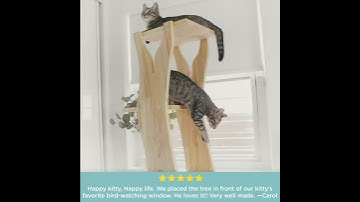 Happy Kitty, Happy Life:  meowingtons Perch Tree Cat Tower