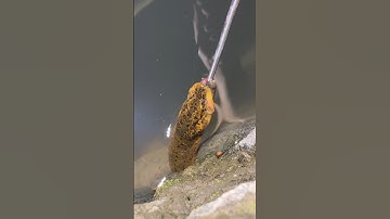 Eel fishing by Hook technique || Earthworm used to catch Eel fish.