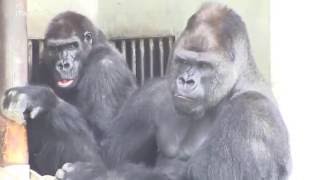 シャバーニの追いかけたい　Shabani want to chase